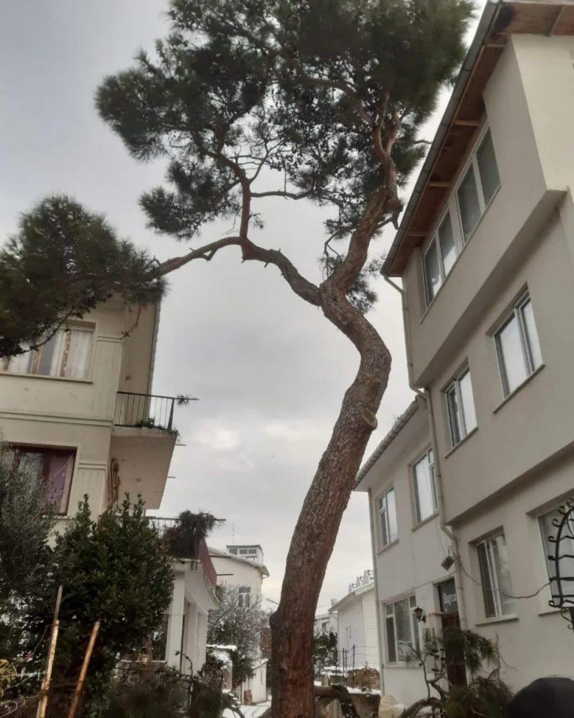 Ağaçların Etrafı Şeritle Çevrilerek Gerekli Tedbirler Alınıyor