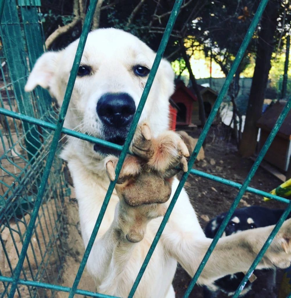 Büyükada Köpek Barınağına bağış