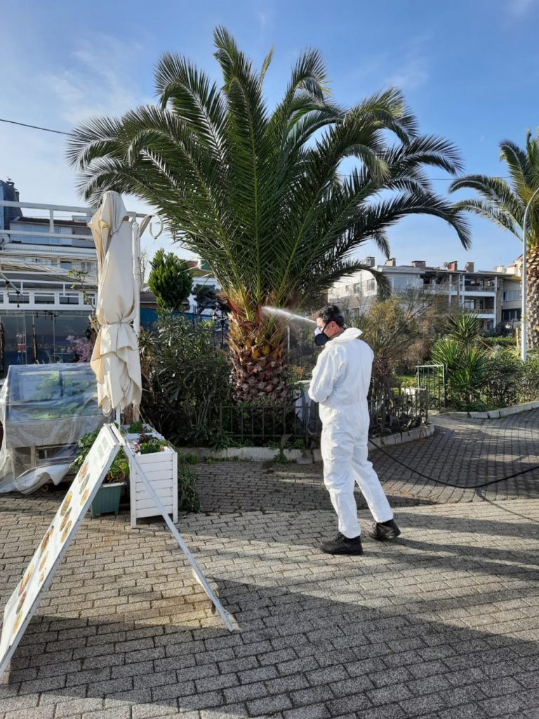 PALMİYE AĞAÇLARI İLAÇLANARAK, BAKIMLARI YAPILDI PALMİYE AĞAÇLARI İLAÇLANARAK, BAKIMLARI YAPILDI
