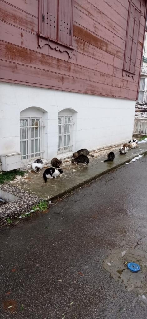 Sokak Canlarımızı Yalnız Bırakmadık